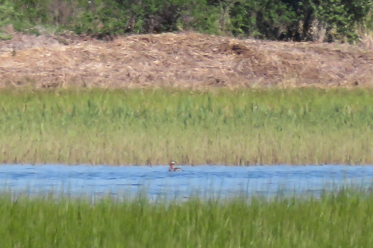 Red-necked Grebe - Antonina V