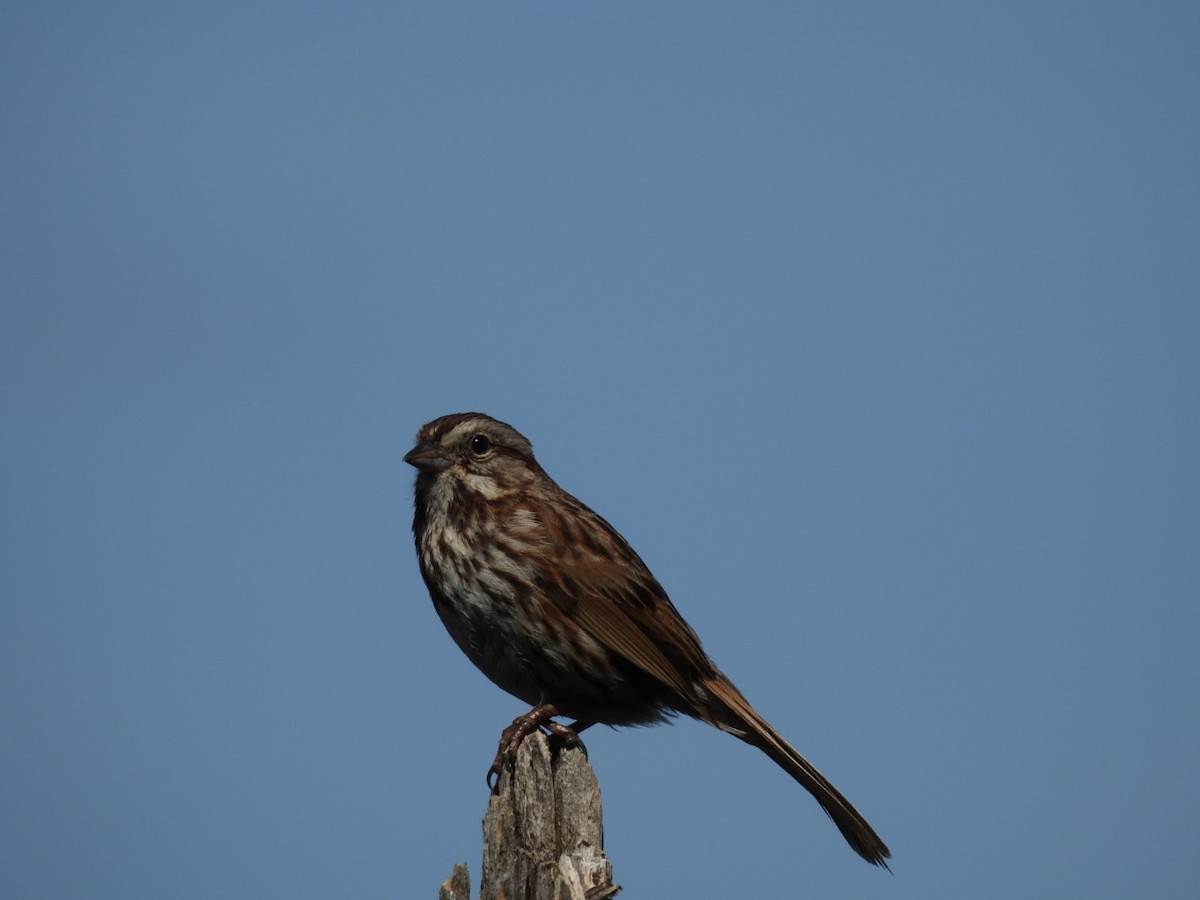 Song Sparrow - Annik Paquet