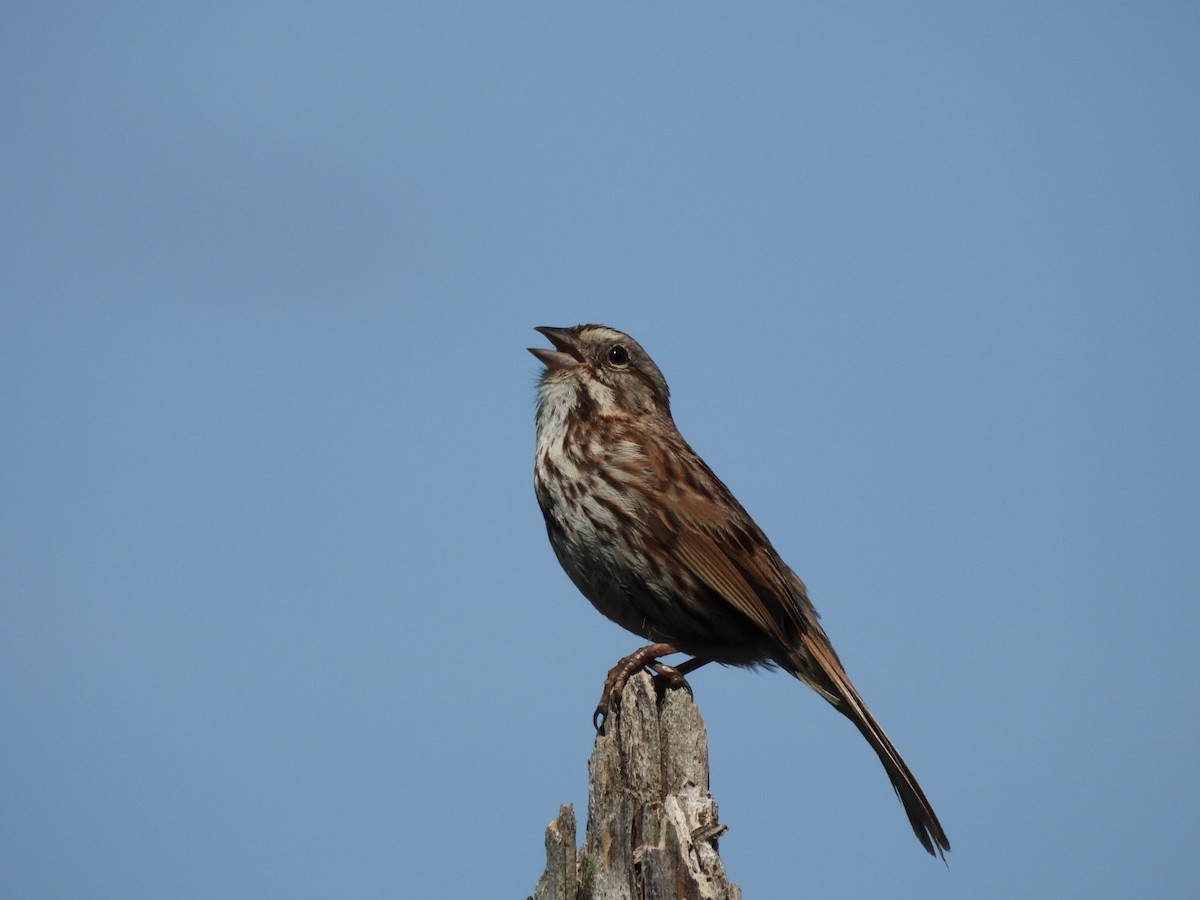 Song Sparrow - Annik Paquet