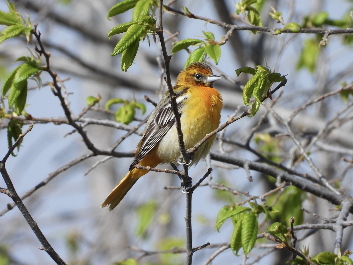 Baltimore Oriole - John Lundgren