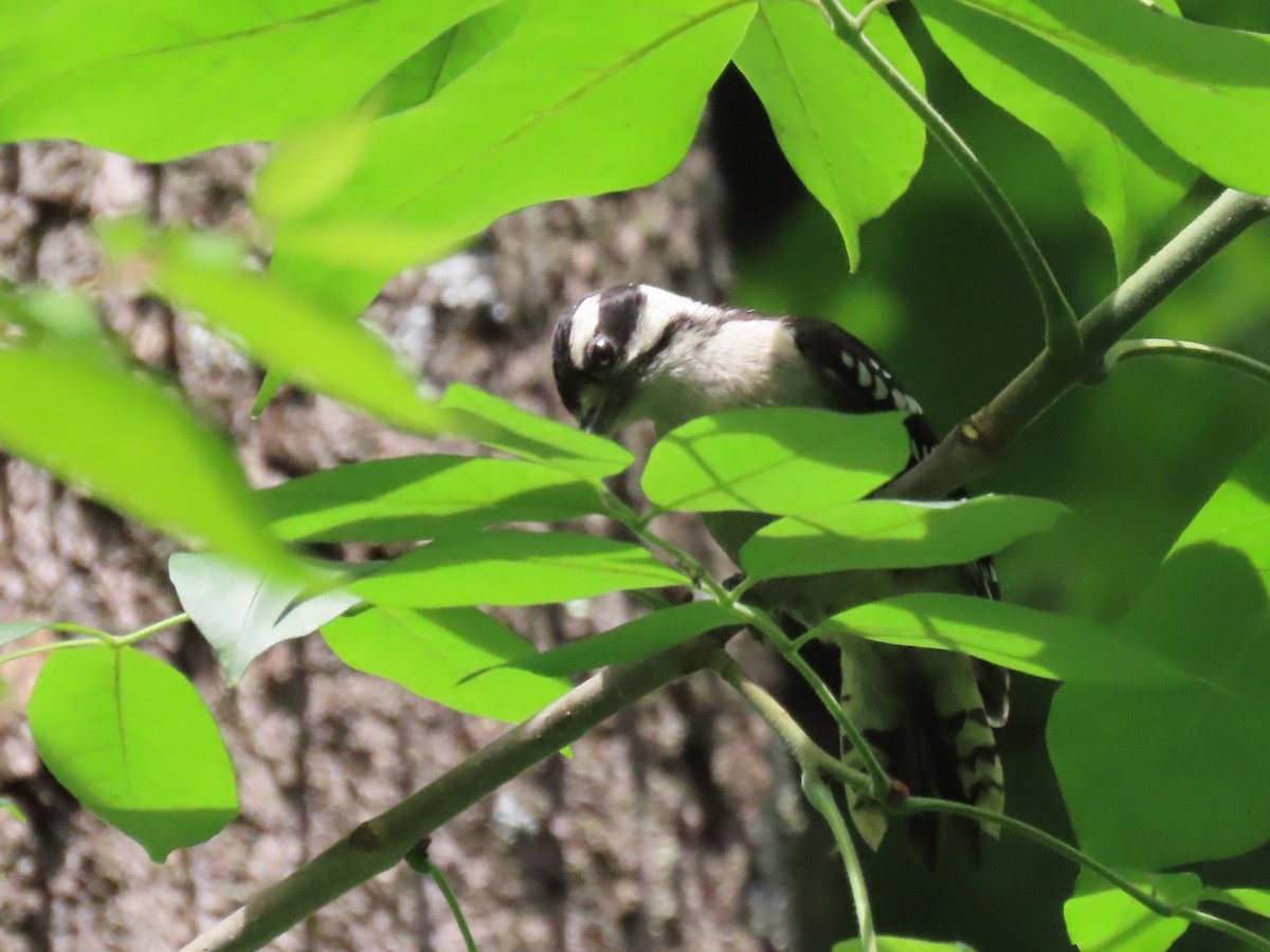 Downy Woodpecker - Susan Stanton