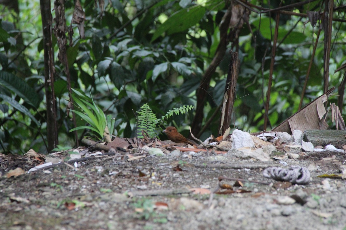 Rufous Mourner - ML619569716