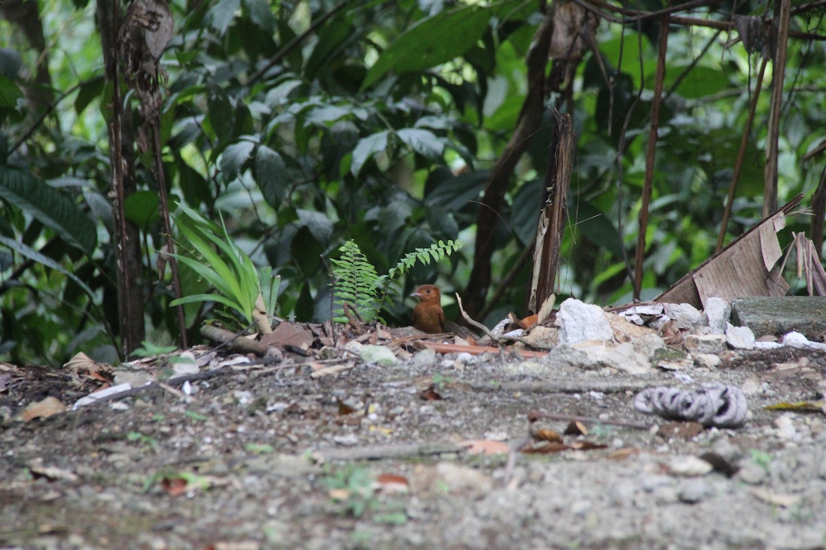 Rufous Mourner - ML619569718