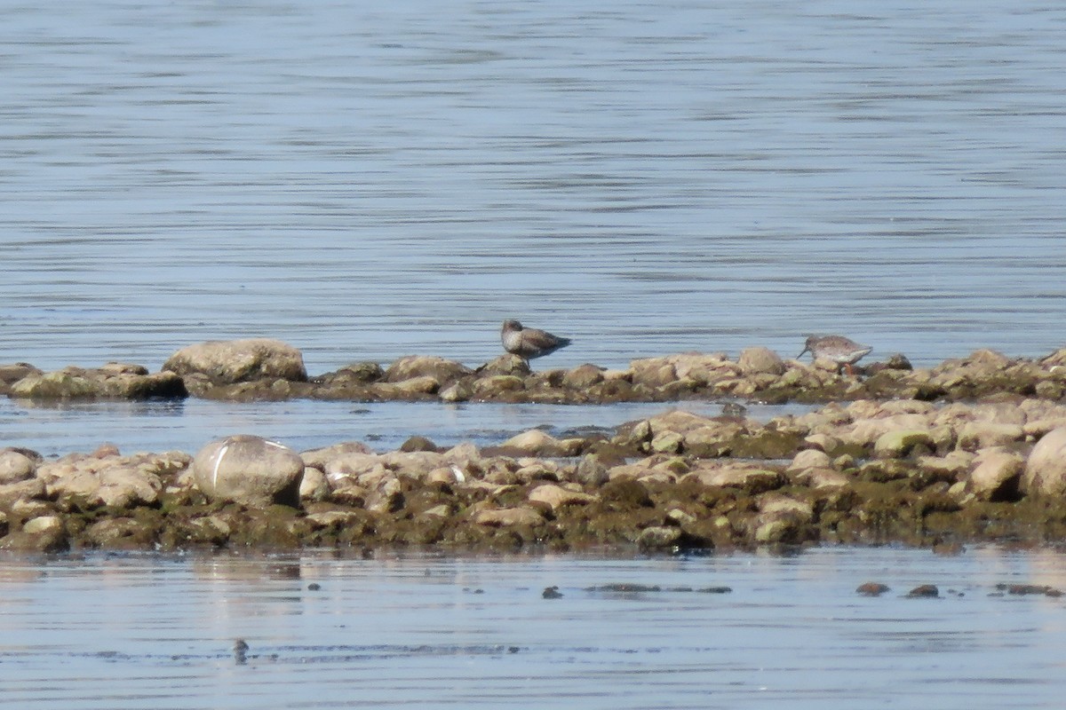 Common Redshank - Antonina V