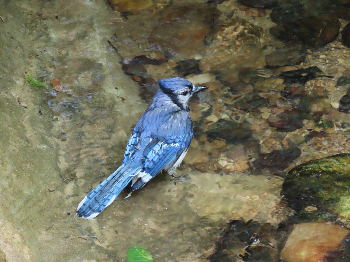 Blue Jay - Susan Stanton