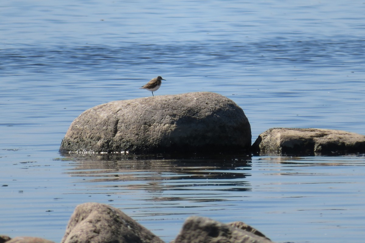 Common Sandpiper - Antonina V