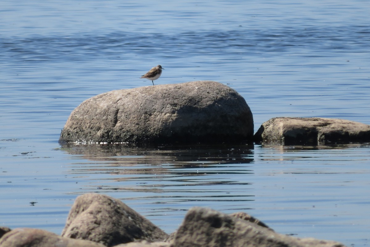 Common Sandpiper - Antonina V