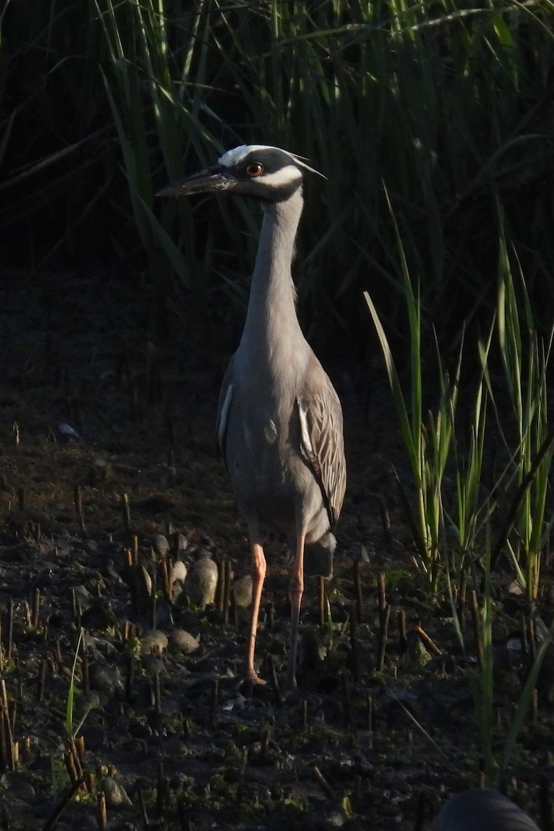 Yellow-crowned Night Heron - Larry Gaugler