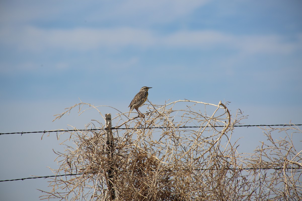 Western Meadowlark - Morgan Van Peursem