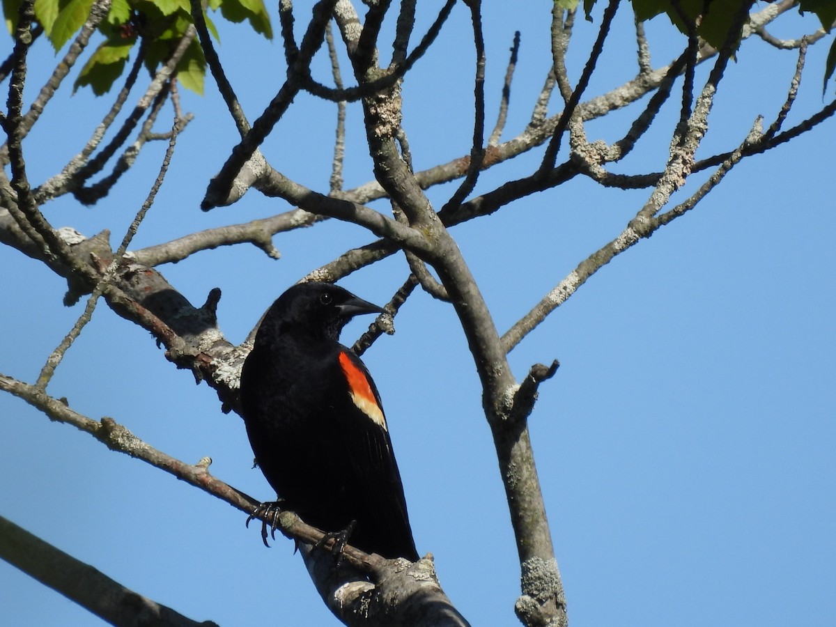 Red-winged Blackbird - Annik Paquet