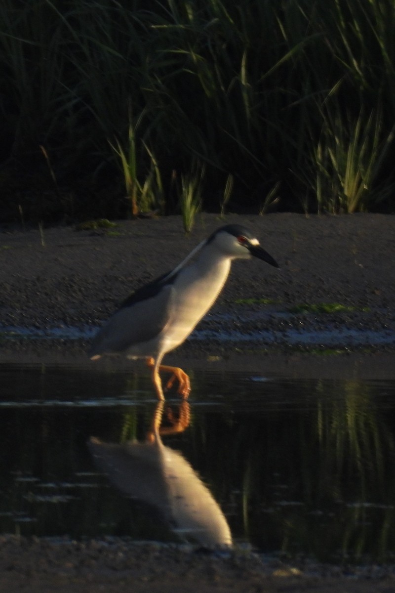 Black-crowned Night Heron - Larry Gaugler