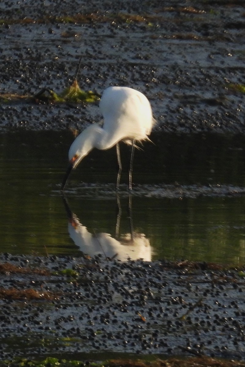 Snowy Egret - ML619569747