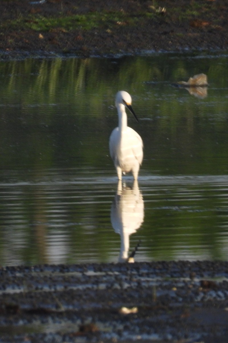 Snowy Egret - Larry Gaugler