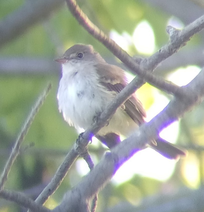 Willow Flycatcher - Jason Caddy