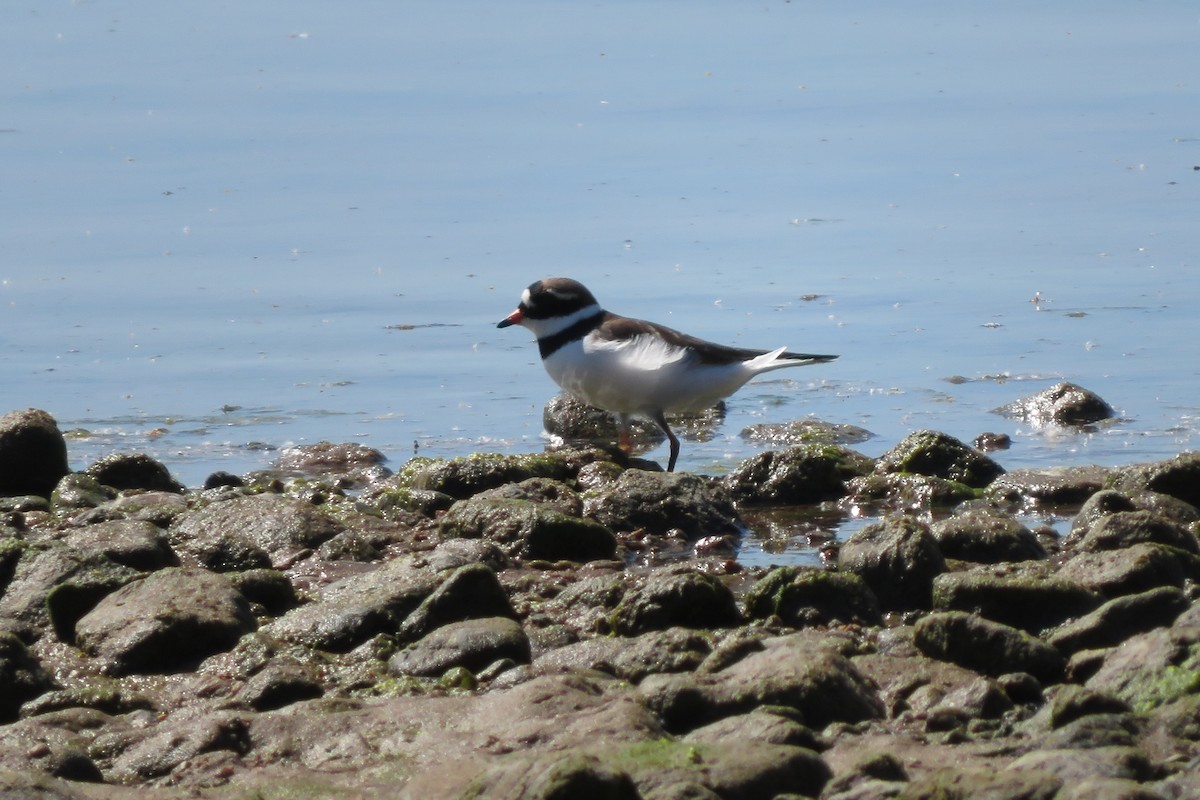 Common Ringed Plover - Antonina V