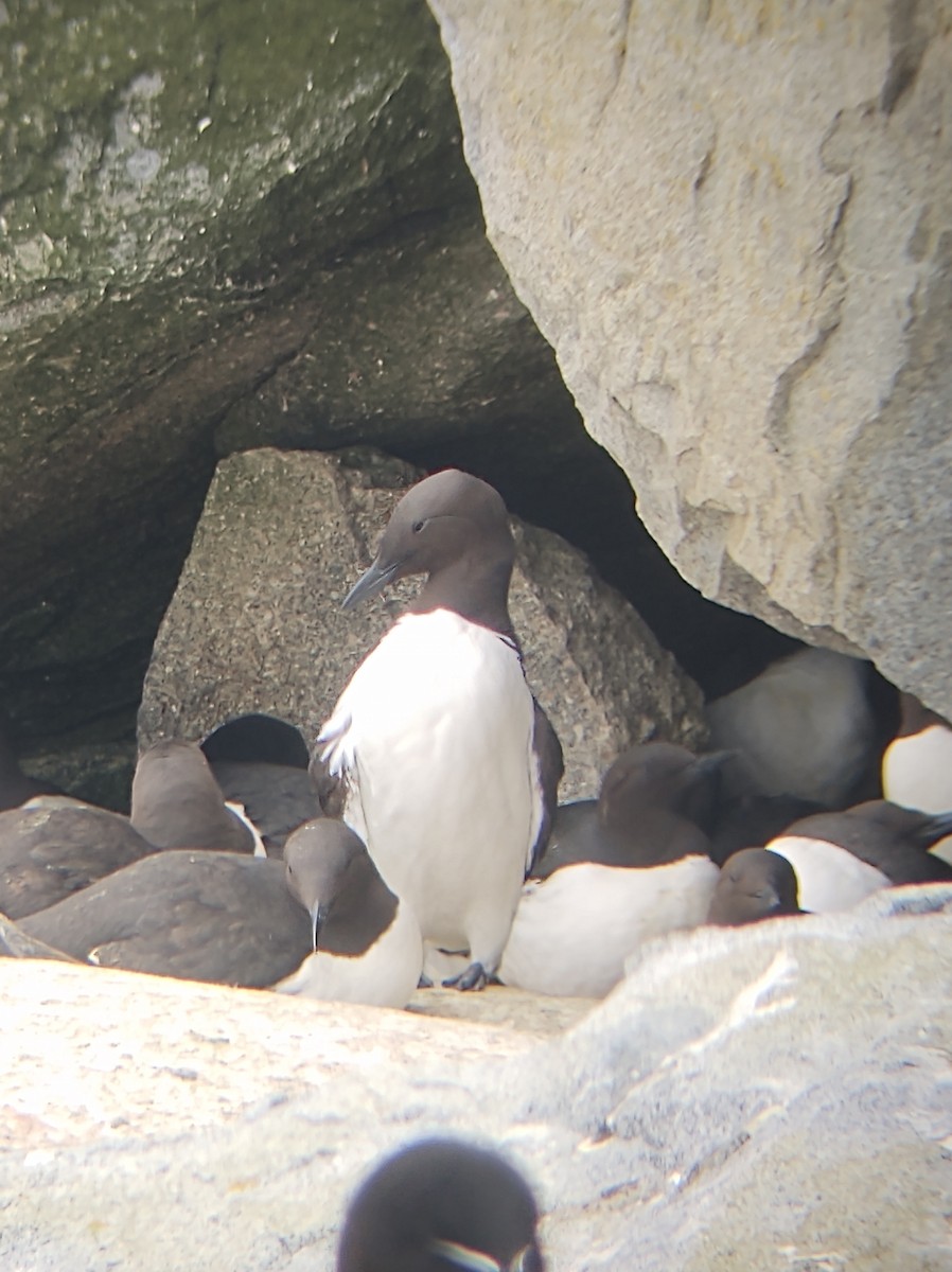 Common Murre - Mark Waite