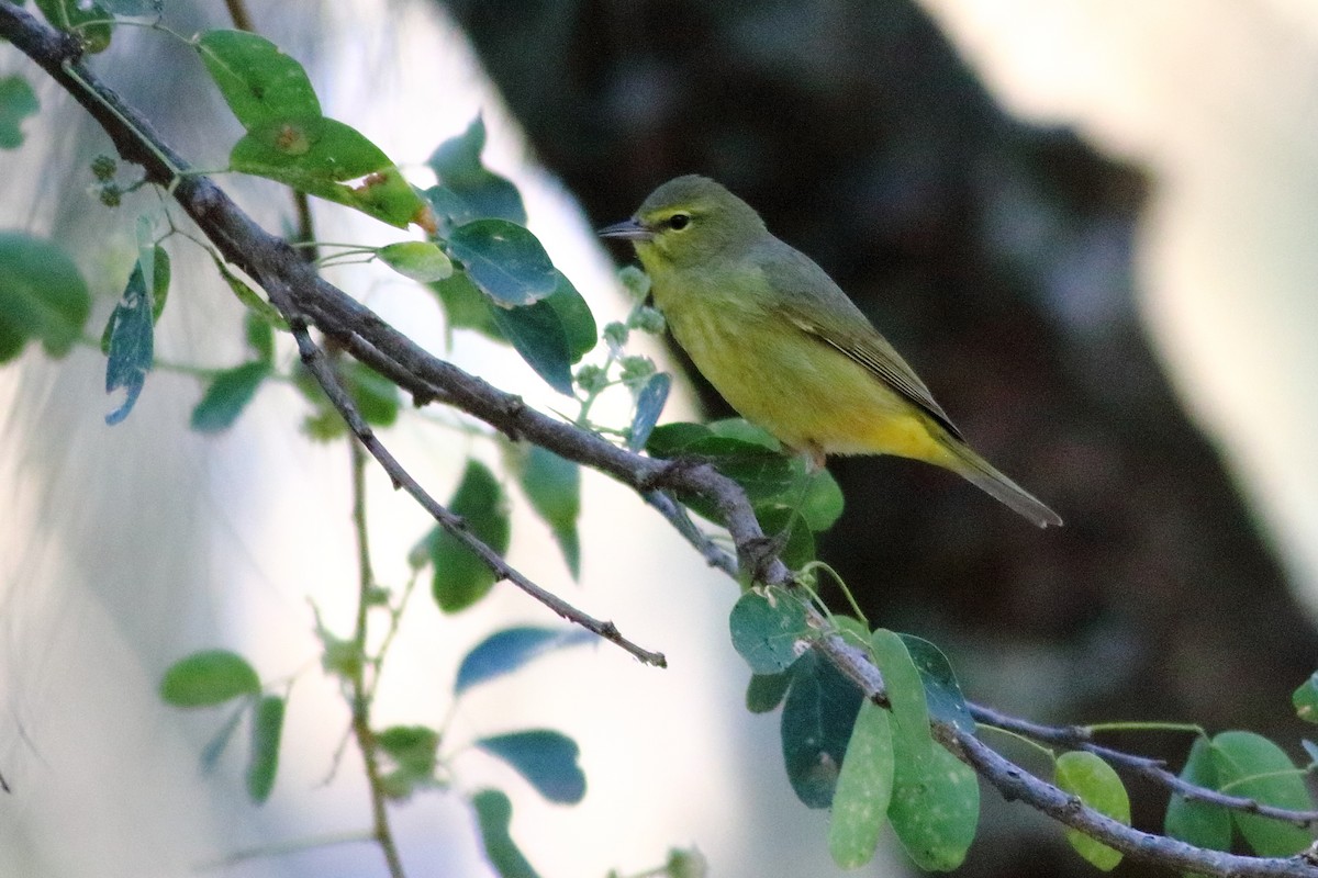 Orange-crowned Warbler - Daniel Becerra