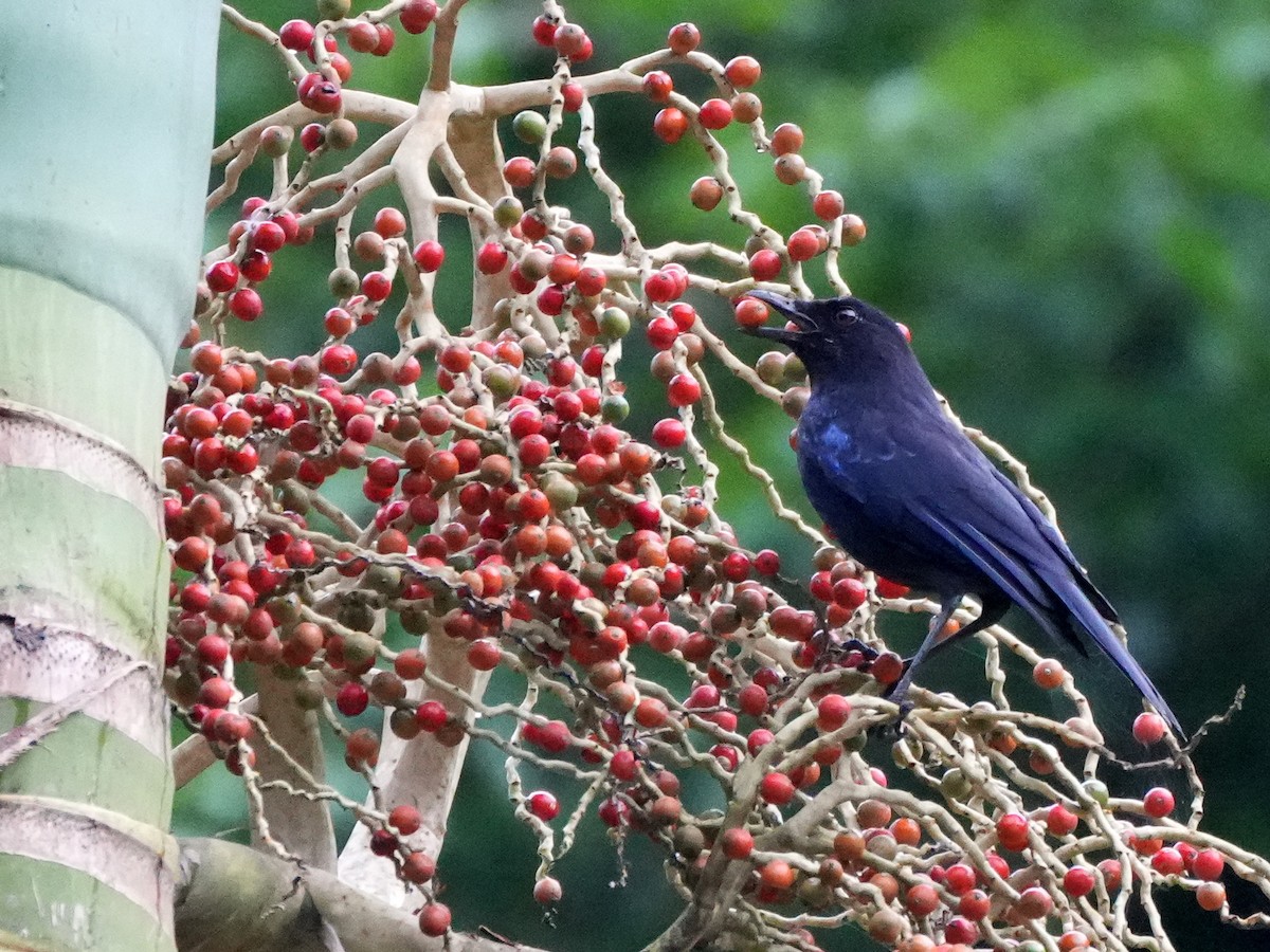 Taiwan Whistling-Thrush - Donnie Tsui