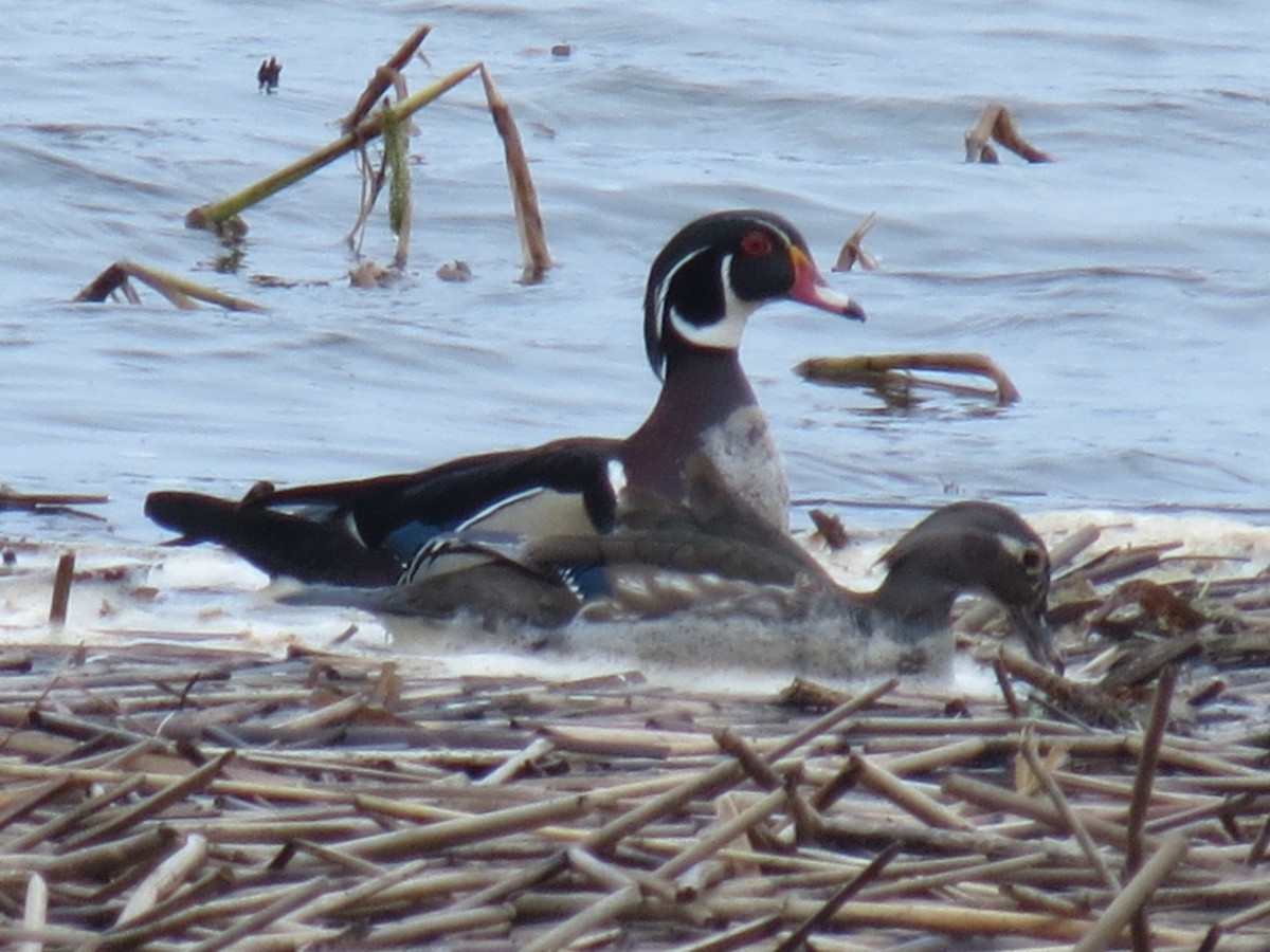 Wood Duck - Cedric Wright