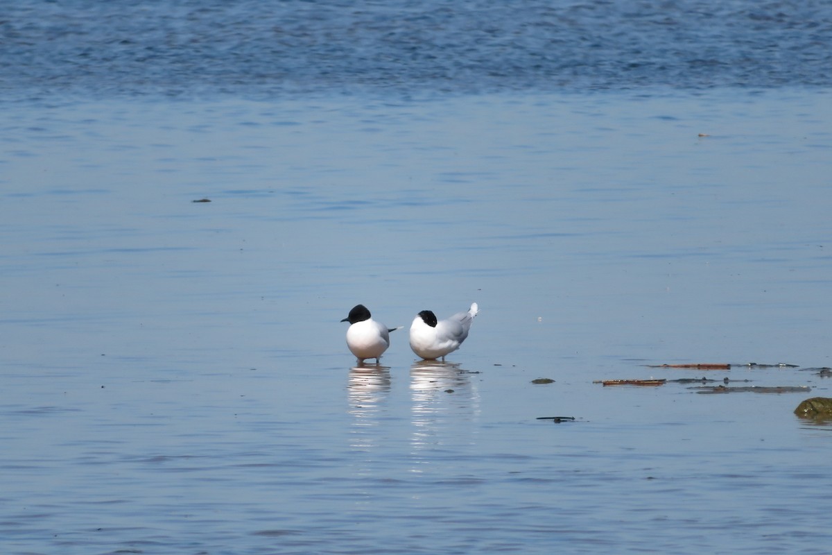 Little Gull - Antonina V