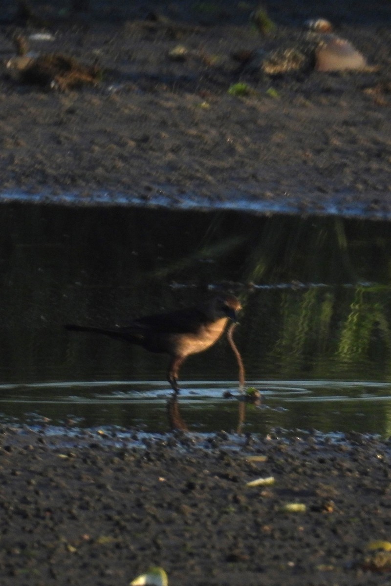 Boat-tailed Grackle - Larry Gaugler