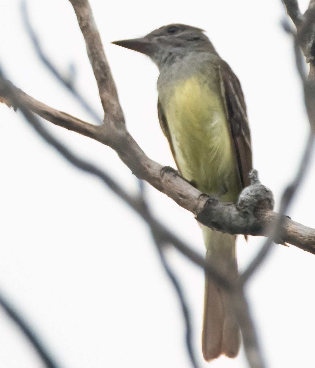 Great Crested Flycatcher - ML619569779