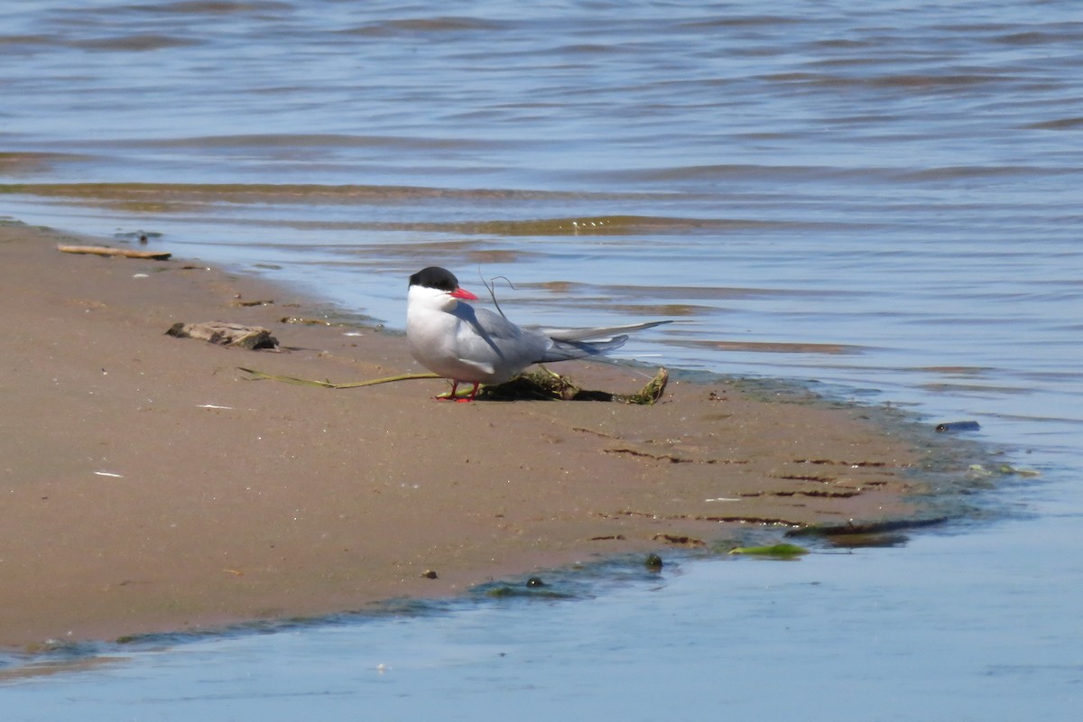 Arctic Tern - Antonina V