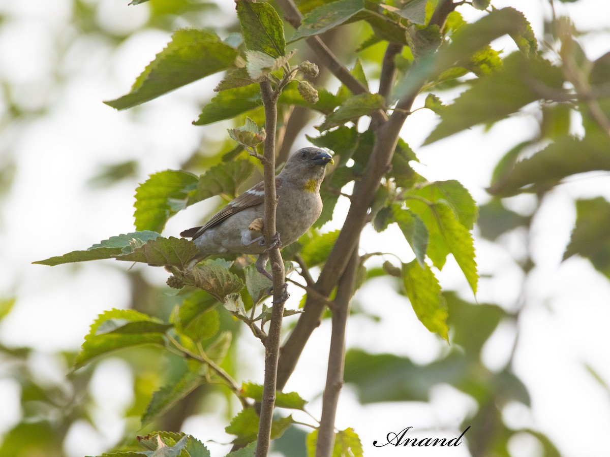 Yellow-throated Sparrow - Anand Singh