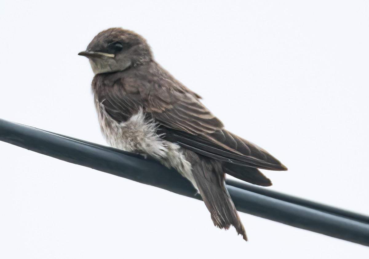 Northern Rough-winged Swallow - Pat Tomsho