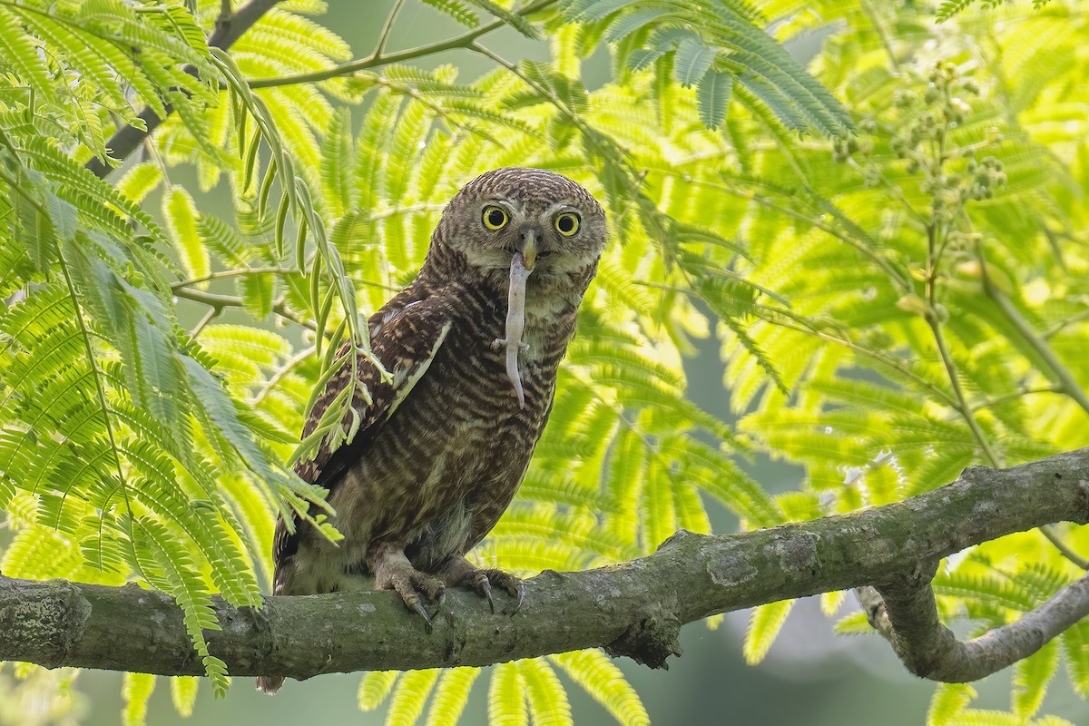 Asian Barred Owlet - Parthasarathi Chakrabarti