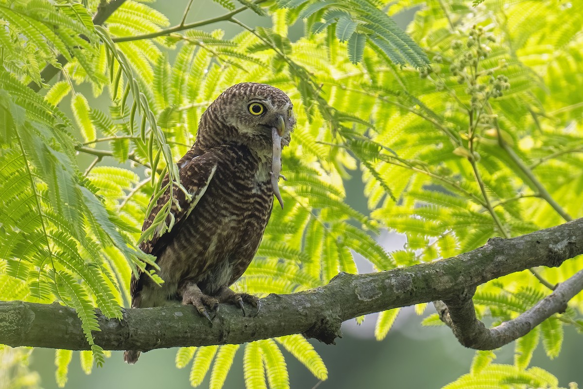 Asian Barred Owlet - ML619569794