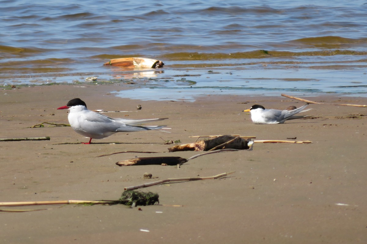 Arctic Tern - Antonina V