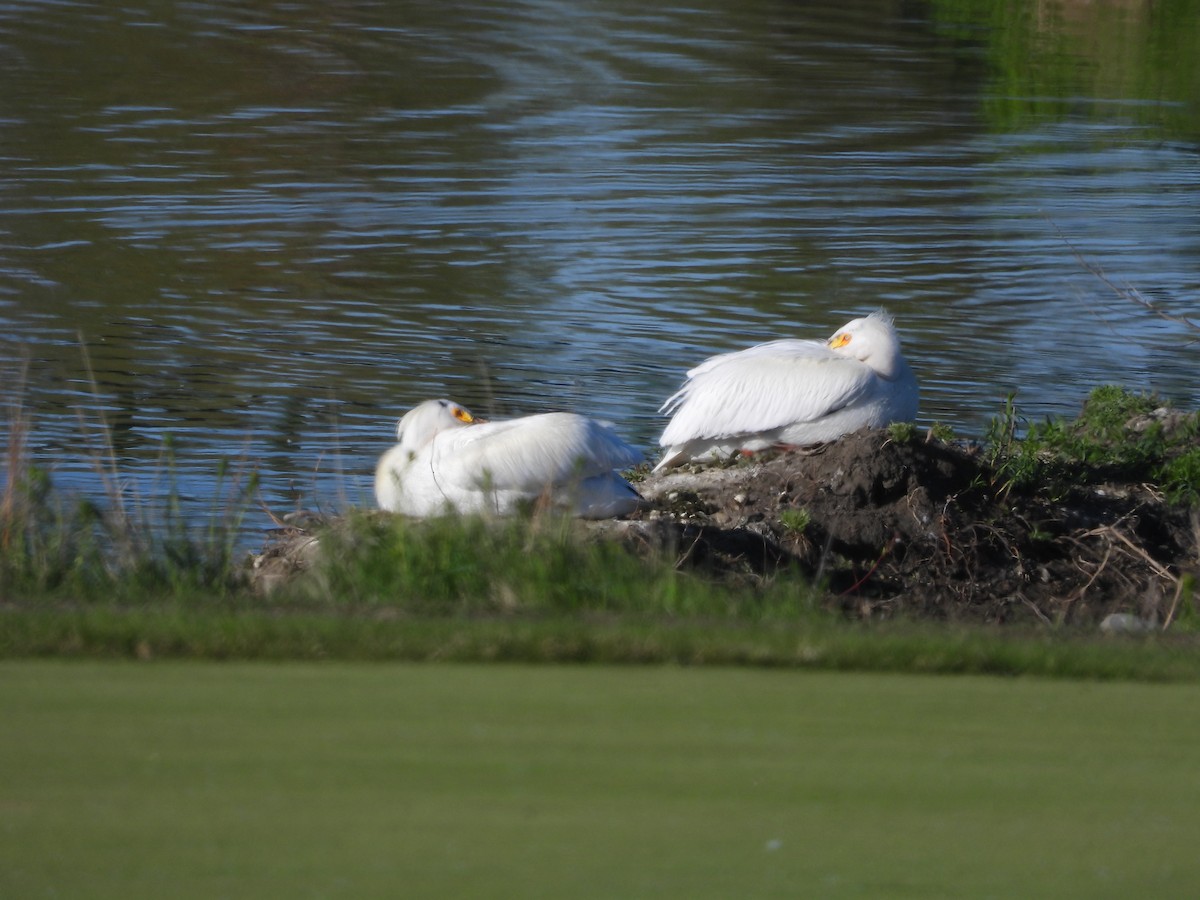 American White Pelican - Gerard Nachtegaele