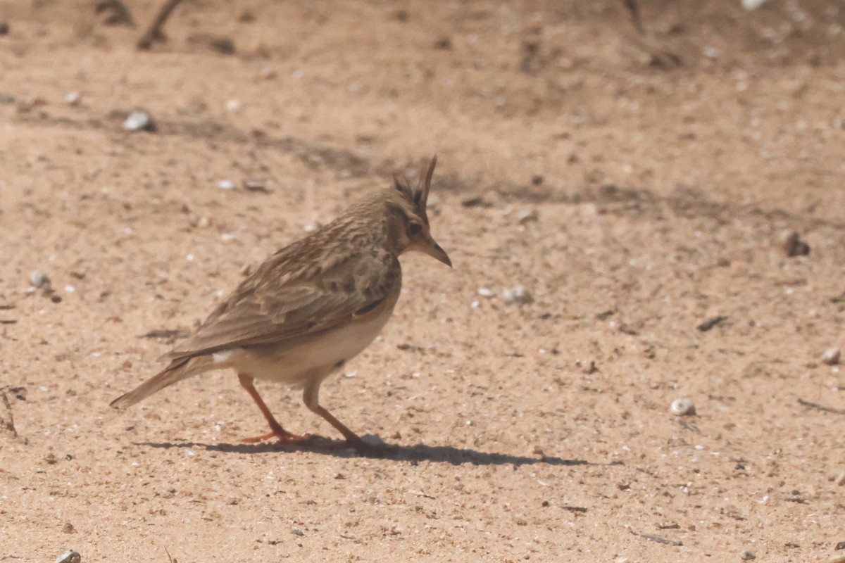 Crested Lark - Shmuel Bernstein