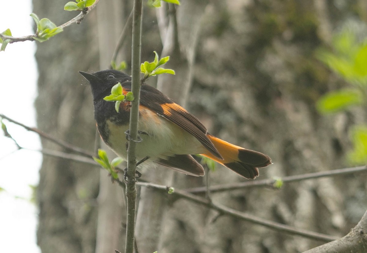 American Redstart - Ross Hall