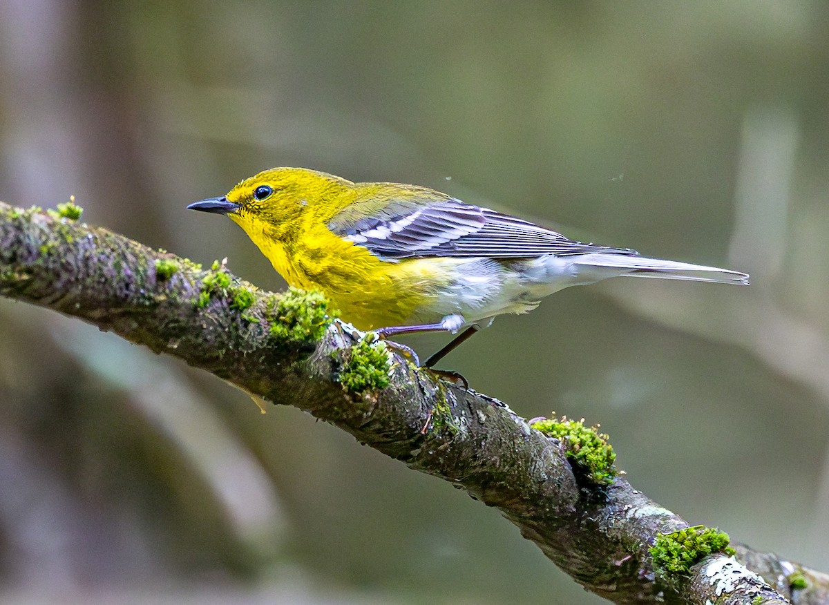 Pine Warbler - Mike Murphy