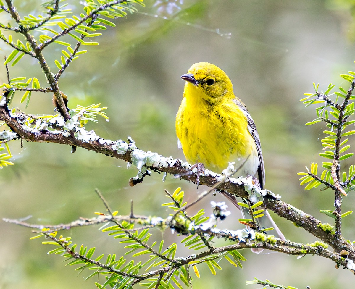 Pine Warbler - Mike Murphy