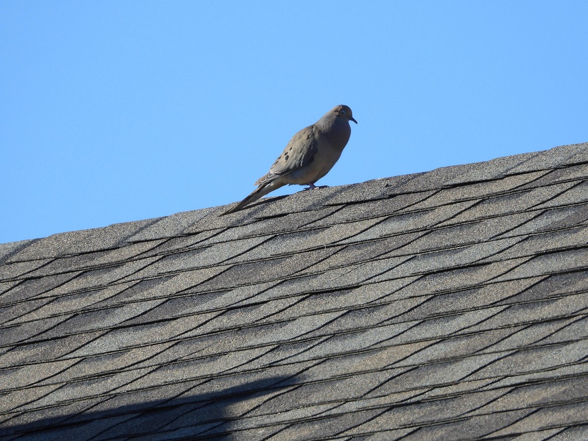 Mourning Dove - Gerard Nachtegaele