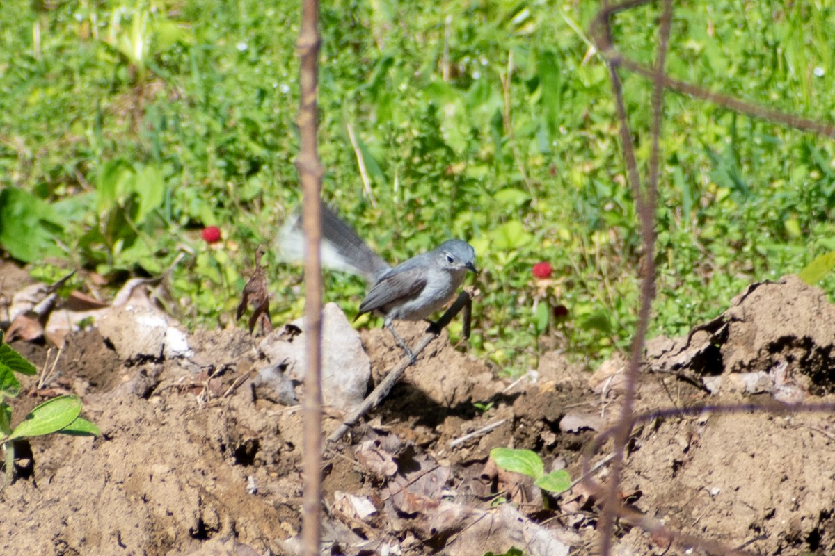 Blue-gray Gnatcatcher (caerulea) - Alison Robey