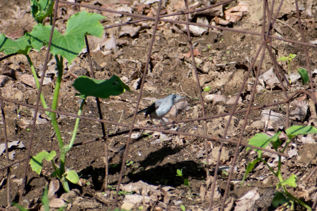 Blue-gray Gnatcatcher (caerulea) - ML619569822