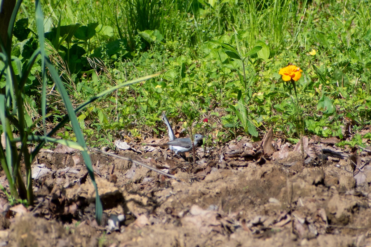 leskot modrošedý (ssp. caerulea) - ML619569823