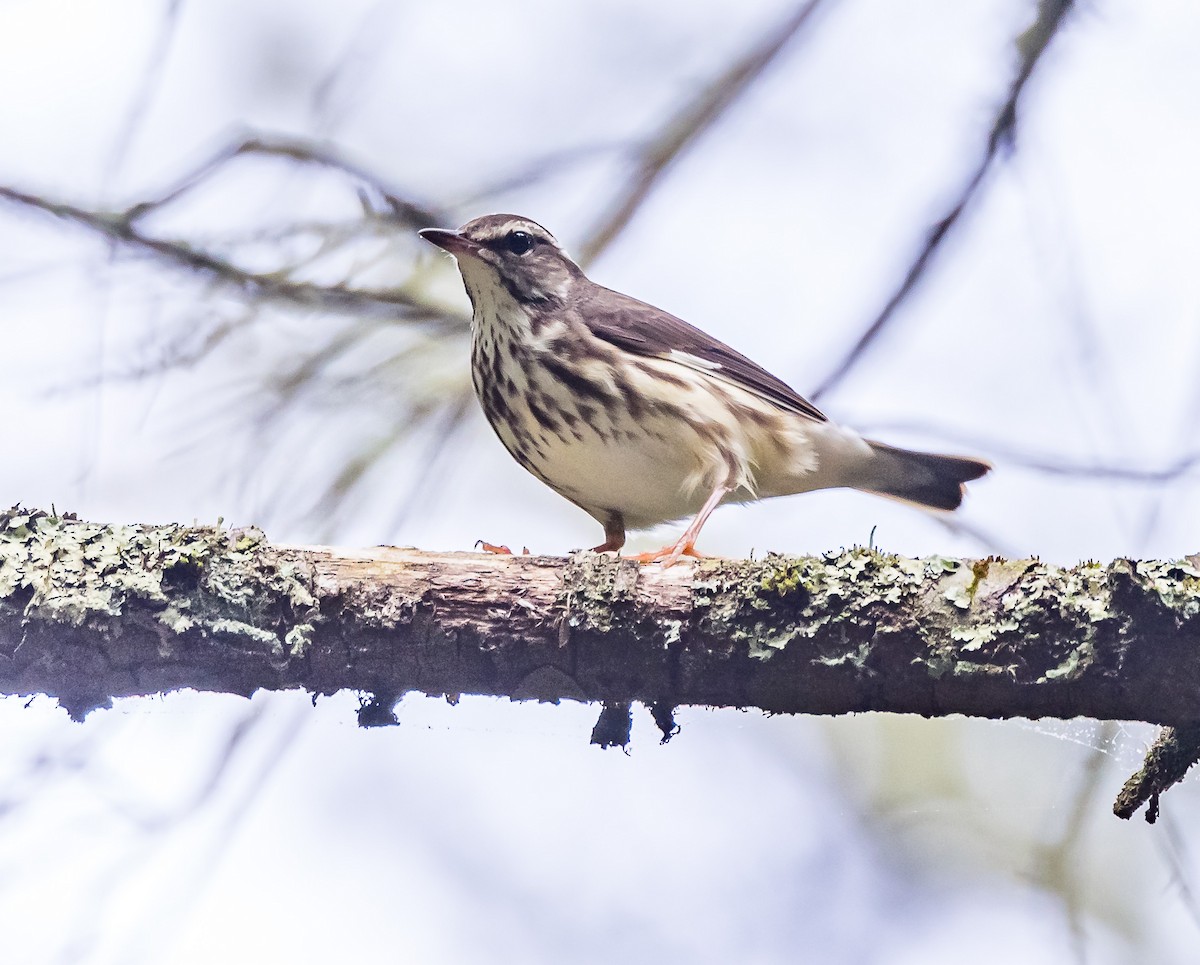 Louisiana Waterthrush - Mike Murphy