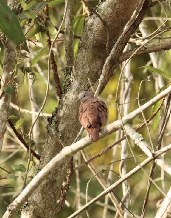 Ruddy Ground Dove - Janaina Souza