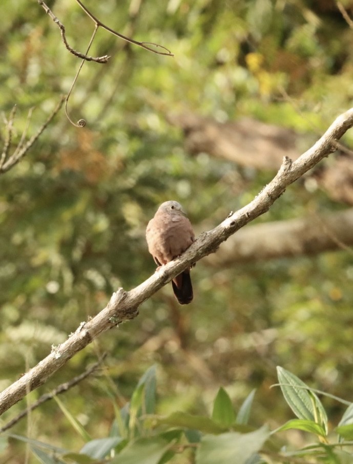 Ruddy Ground Dove - Janaina Souza