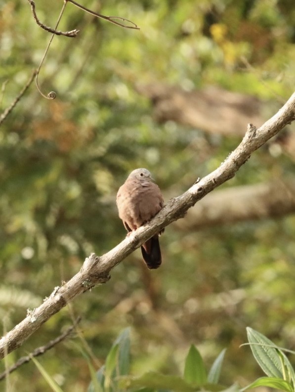 Ruddy Ground Dove - Janaina Souza