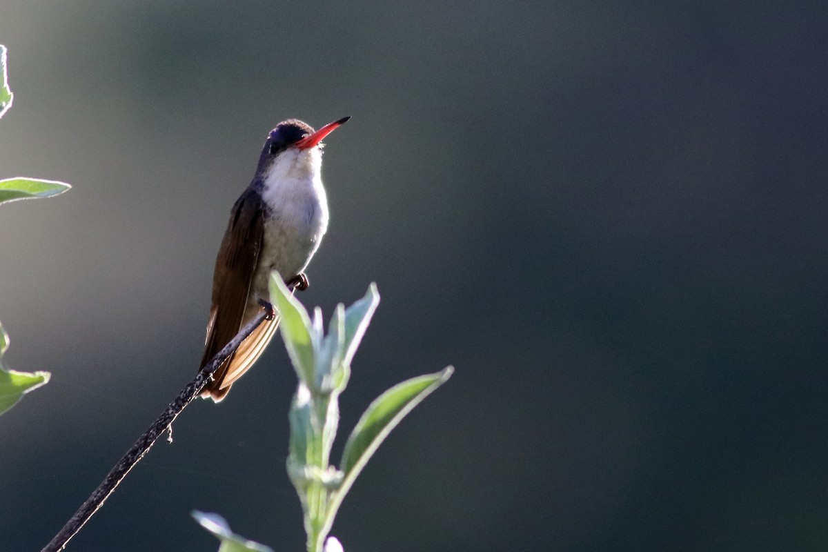 kolibřík fialovokorunkatý - ML619569835