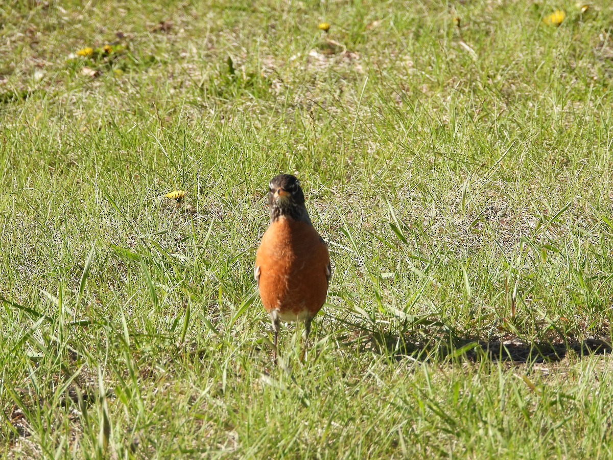 American Robin - Gerard Nachtegaele