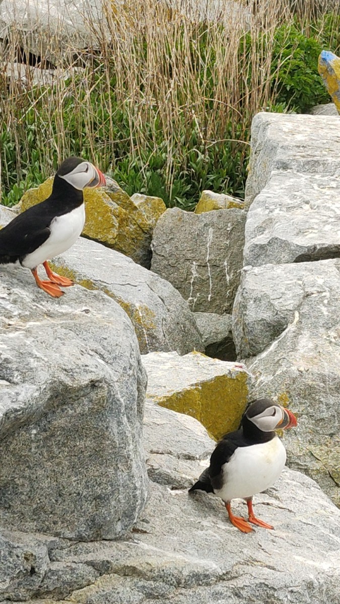 Atlantic Puffin - Mark Waite