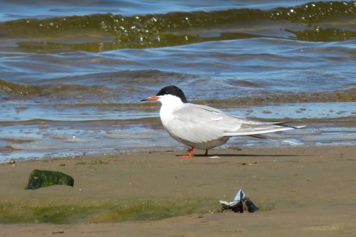 Common Tern - Antonina V