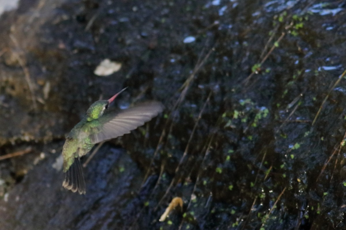 Broad-billed Hummingbird - Daniel Becerra